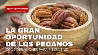 Cultivo del pecano en el Perú, oportunidades y aspectos a tener en cuenta