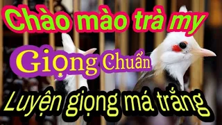 #chaomaotramy    Luyện giọng chào mào má trắng | chào mào trà my quảng nam