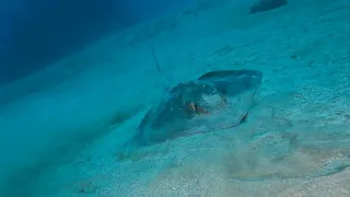 Stingray in Puerto del Carmen