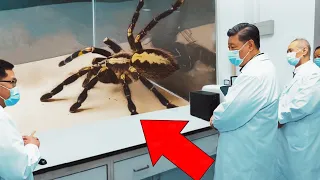 Chinese Scientists are breeding Giant Spiders!