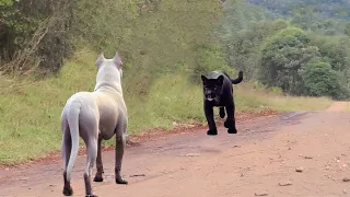 Dogo Argentino VS Mountain Lion Puma Cougar - Trained Dogo Dog VS Puma Cougar in The Wild