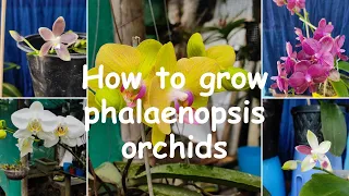 Phalaenopsis orchid care - complete care guide with tips to adapt to changing climate #orchids