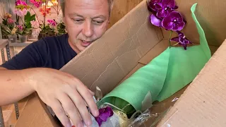 ОРХИДЕЯ по ПОЧТЕ ЧУДОМ УЦЕЛЕЛА распаковка орхидеи НЕ мне