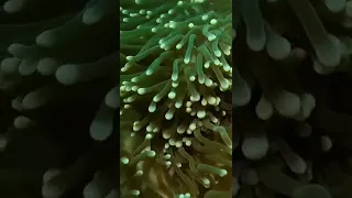 Aquarium 4kVIDEO(ULTRA HD)🐟      beautiful relaxing coral reef fish relaxing sleep meditation music