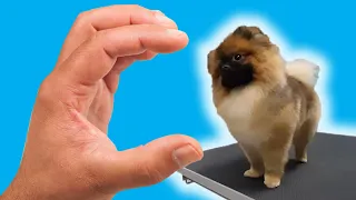 Small POMERANIAN grooming and bathing (boo pomeranac)