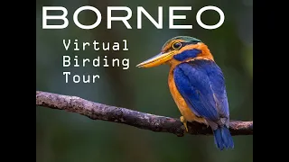 Borneo Virtual Tour