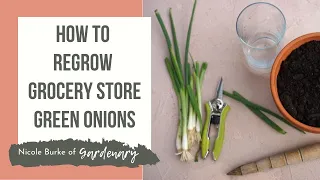 Growing Green Onions from Grocery Store Scraps