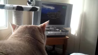 littlest hobo cat fan