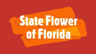 State Flower of Florida