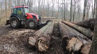 First logging in 2024 and immediately gearbox failure on Proxima, Amles, Stihl 462,