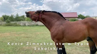 Konie zimnokrwiste w typie sokólskim na spacerze w lesie