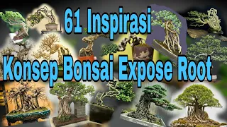 61 inspirasi konsep Bonsai Expose Root // inspiration for the exposed root bonsai concept