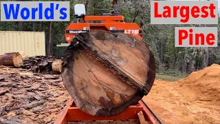 Milling the World’s Largest Pine on Woodmizer LT15 Start Sawmill Sugar Pine.