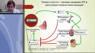 Диагностика и лечение вторичного гиперпаратиреоза у пациентов на додиализных стадиях ХБП