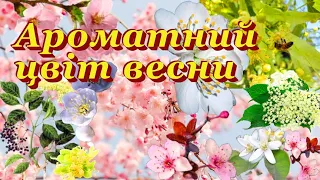 АРОМАТИ липового, вишневого, апельсинового ЦВІТУ і БУЗИНИ 🌸 ФЛЕРДОРАНЖ 🍀 ЛИПА 🌾 БІЛІ КВІТИ 🌼