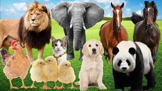 Cute little Farm animals: Cow, Panda, Lion, Sheep, Tiger, Monkey, #animalsounds #animals