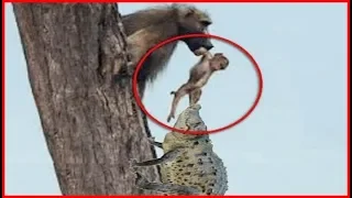 Baboon Documentary BBC 2018 - National Geographic HD - NatGeo WIld Animal Palnet