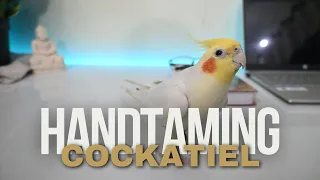 How to Hand-Tame Cockatiel | Beginner's Guide with Ayush Singh 🐦✨