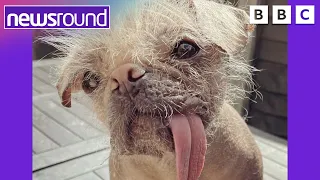 Britain's Ugliest Dog gets a makeover 🐾 | Newsround