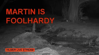 Hilmer Livestream: 21-05-03 Martin gets attacked by fox (Stone marten/Steinmarder/Husmår)