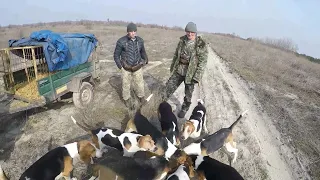 Fox hunting in Ukraine.