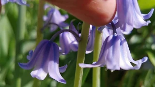 English and Spanish bluebells. Cultivation of Hyacinthoides non-scripta and hispanica and care in UK