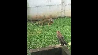 cat watches iguana as visitors #shorts