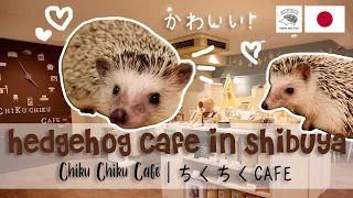 Hedghehog Cafe Experience in Japan | Chiku Chiku Cafe Shibuya