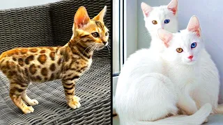 Rarest Cats That Exist