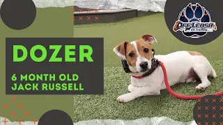 Dozer | 6 Month Old Jack Russell Terrier |  Off Leash Obedience | E-Collar Training