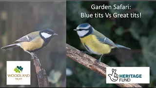 Garden Safari: Blue Tits vs Great Tits