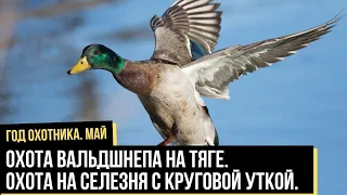 Охота вальдшнепа на тяге. Охота на селезня с круговой уткой. / Год охотника / #2