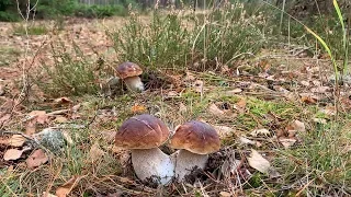 ПОЛЯНЫ БЕЛЫХ ГРИБОВ В КОНЦЕ ОКТЯБРЯ! БЕЛАРУСЬ! (Glades of porcini mushrooms at the end of October!)