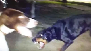 Aggressive Doberman Polices Dog Park