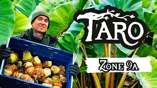 TARO | Growing The Worlds OLDEST Cultivated Crop - Tropics In Zone 9a