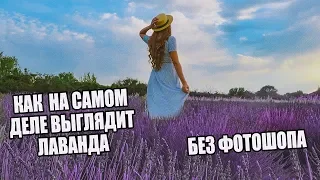 ЧТО ЖДАЛО НАС НА ЛАВАНДОВОМ ПОЛЕ |  ОЖИДАНИЕ - РЕАЛЬНОСТЬ В ПРОВАНСЕ | ВЛОГ