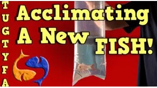 Acclimating New Fish Into Your Aquarium, The Ultimate Guide To Your First Aquarium Part 7