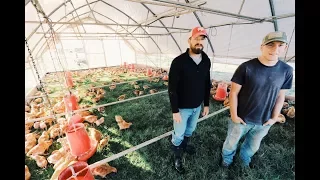 Game Changer: 600 Chickens in One Coop