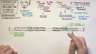 Designing cloning primers for classical (restriction) cloning