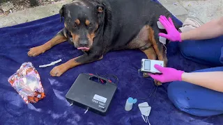 Electrical Stimulation at Home [for Dogs]