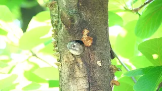 귀여운 쇠딱다구리 새끼들(둥지, 육추) 쇠딱다구리 4  Japanese pigmy woodpeker 4 (Birds nest, Brooder)