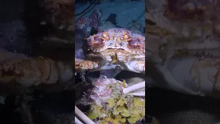 ASI SE ALIMENTA UN CANGREJO 🦀