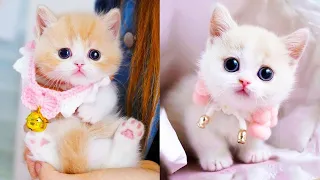 OMG So #Cute Cats ❤ Best funny #cat videos 2023  #2
