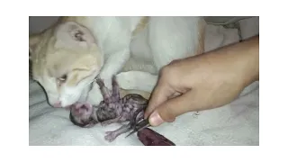 Cat Giving Birth to 3 Kittens With Complete Different Color