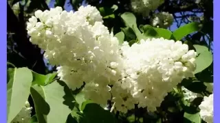 " Белая сирень " ( lilac white flowers)