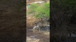 Flood situation Due to rain All village under flood in Larkana SiNdh