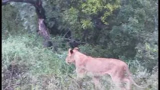 Lion kills a  baboon at Pondoro Game Lodge in Greater Kruger Park