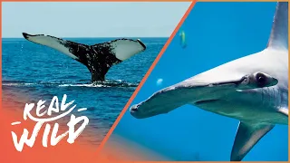 Protecting Our Sharks and Humpbacks 4K | 1,000 Days For The Planet | Real Wild