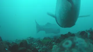 Underwater Footage of Striped Bass on a Mussel Bed at the Cape Cod Canal