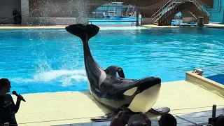 Orca Encounter at Seaworld Orlando